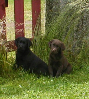 2 systrar. Spårlinas  Cappuccino Girl & S.Sweet Chocolate 